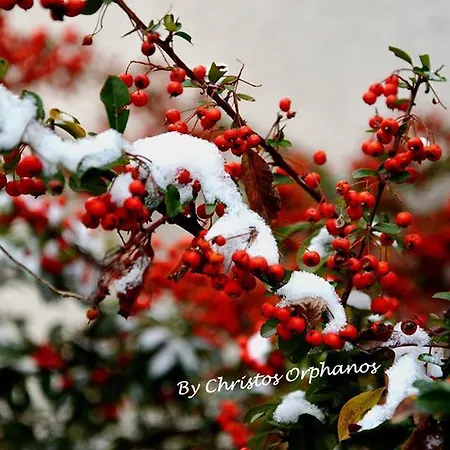 Gæstehus Arhontiko Mansion 3*