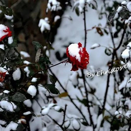 Arhontiko Mansion Casa de hóspedes 3*