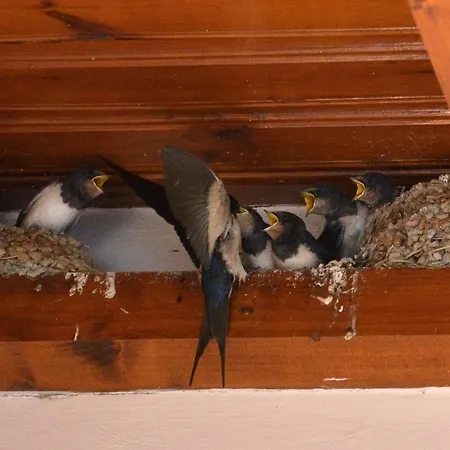 Arhontiko Mansion Askas