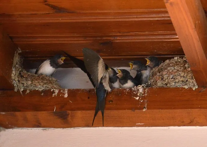 Arhontiko Mansion Ασκάς